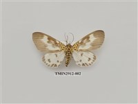 藏品(夜蛾6)的圖片